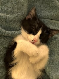 Nini Coco (petite little gal) - Photo 5