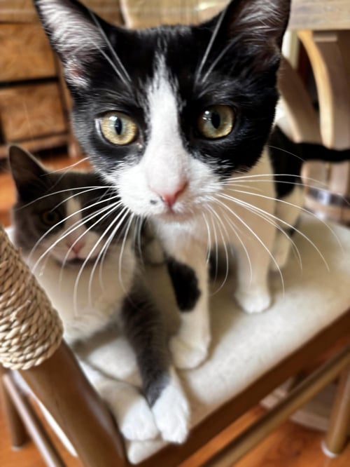 NINI COCO - Domestic Short Hair available for adoption
