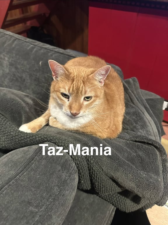 Taz-Mania Image