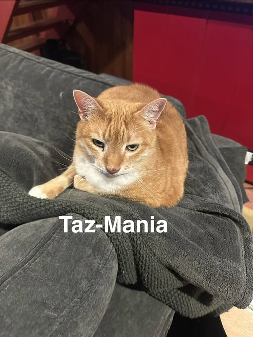 TAZ-MANIA - Domestic Short Hair available for adoption