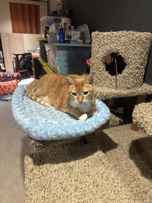 TAZ-MANIA - Domestic Short Hair available for adoption