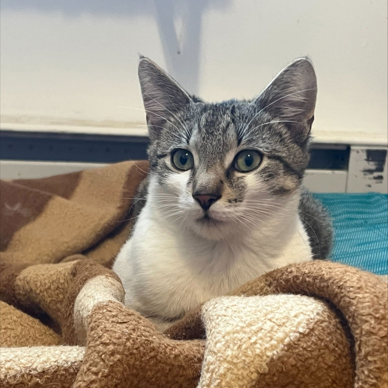 MCINTOSH - Domestic Short Hair available for adoption