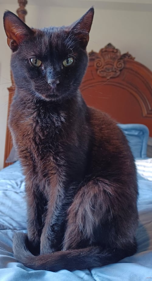 FUDGE - Domestic Short Hair available for adoption