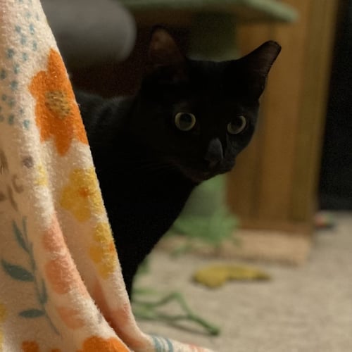 VANILLA BEAN - Domestic Short Hair available for adoption