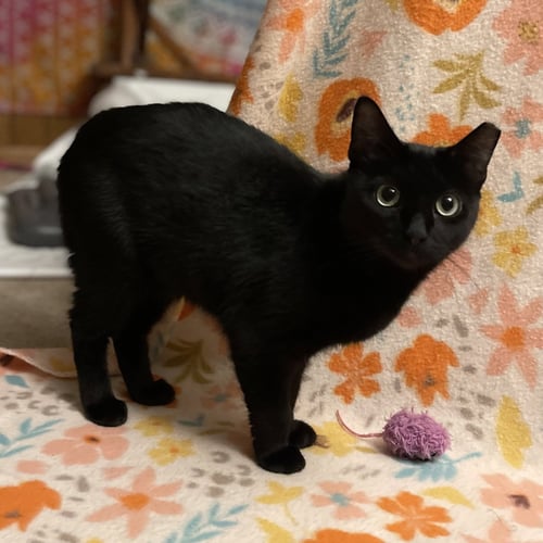 VANILLA BEAN - Domestic Short Hair available for adoption