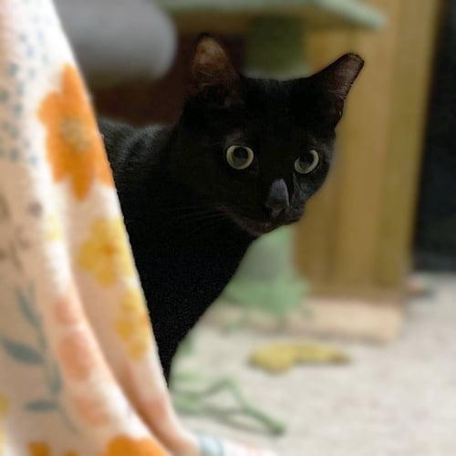 VANILLA BEAN - Domestic Short Hair available for adoption