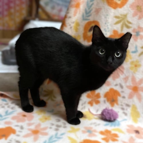 VANILLA BEAN - Domestic Short Hair available for adoption