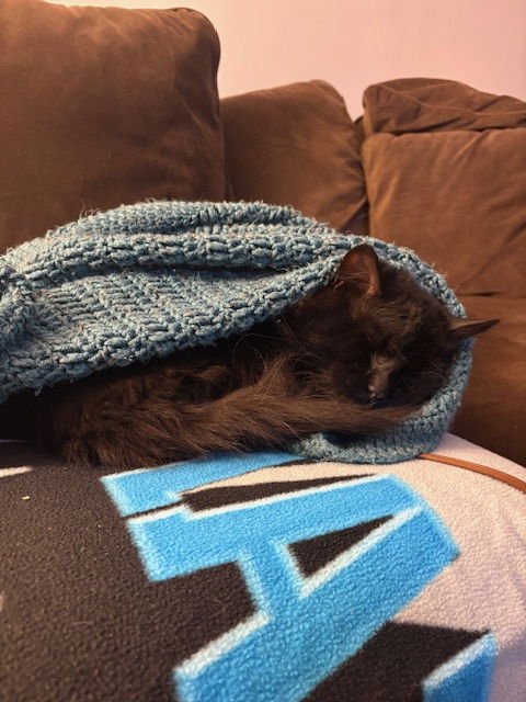 BIGGIE - Domestic Medium Hair available for adoption