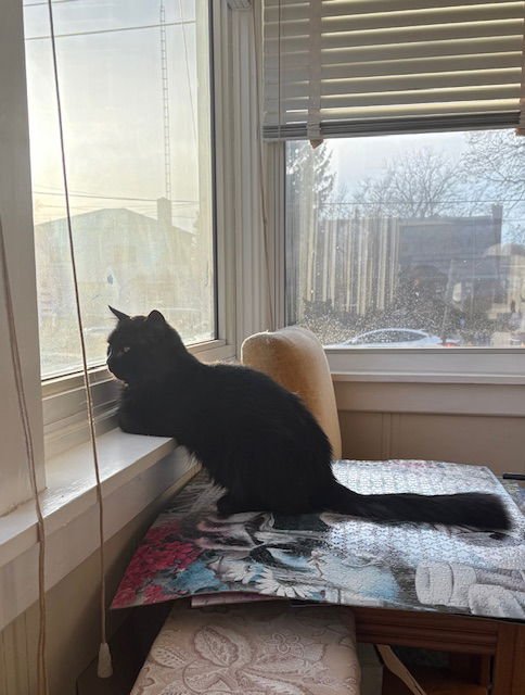 BIGGIE - Domestic Medium Hair available for adoption