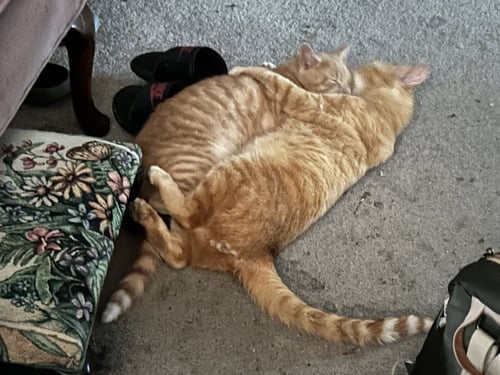 RUDIE - Domestic Short Hair available for adoption