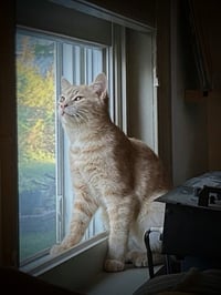 Rudie - Photo 4