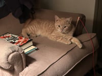 Rudie - Photo 3