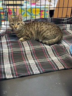 RUBY - Domestic Short Hair available for adoption