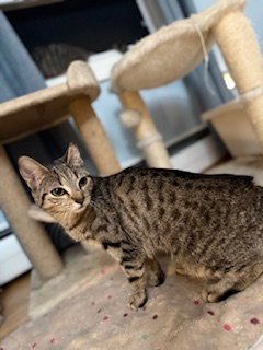 RUBY - Domestic Short Hair available for adoption