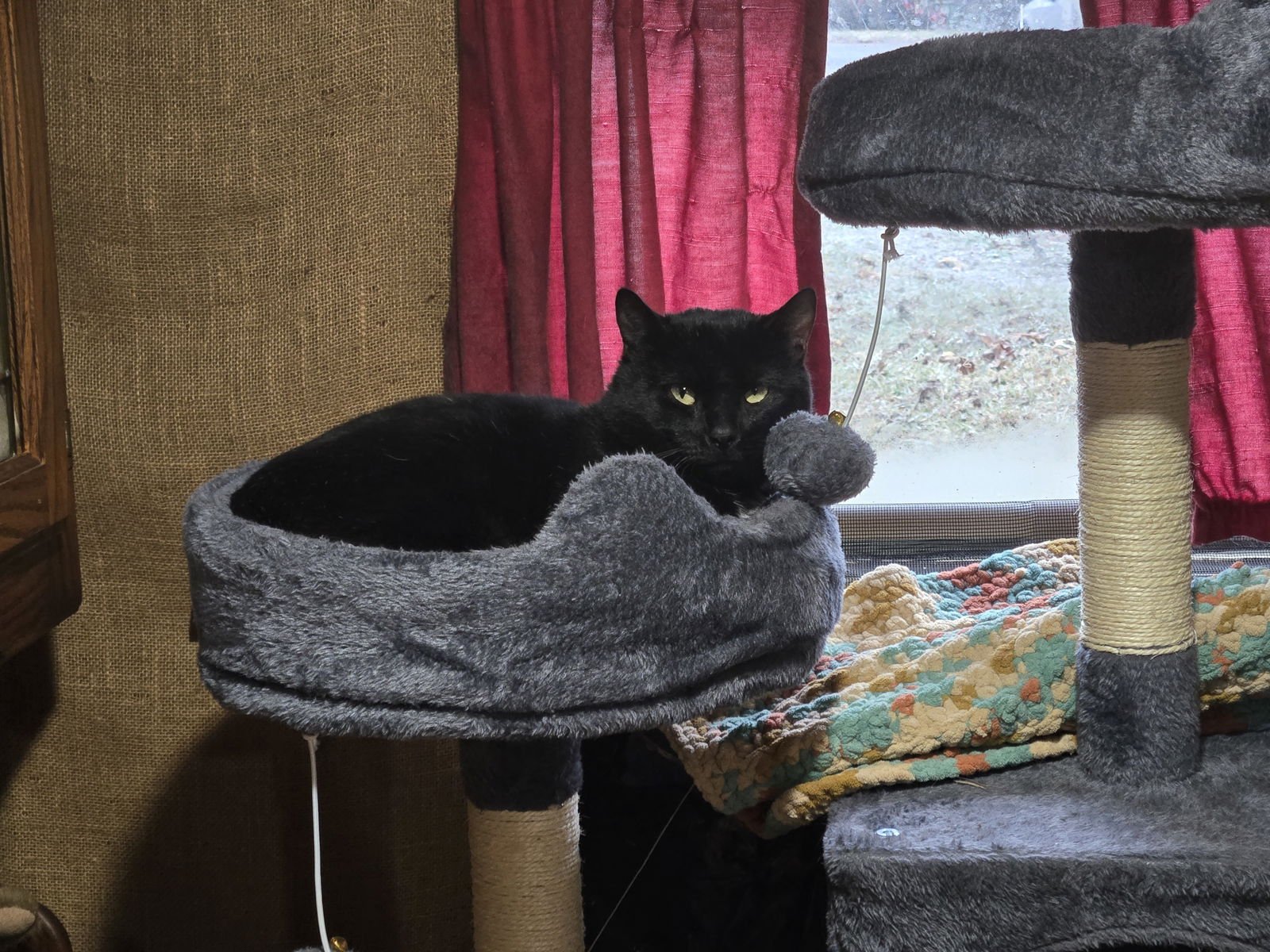 BUDDY - Domestic Short Hair available for adoption