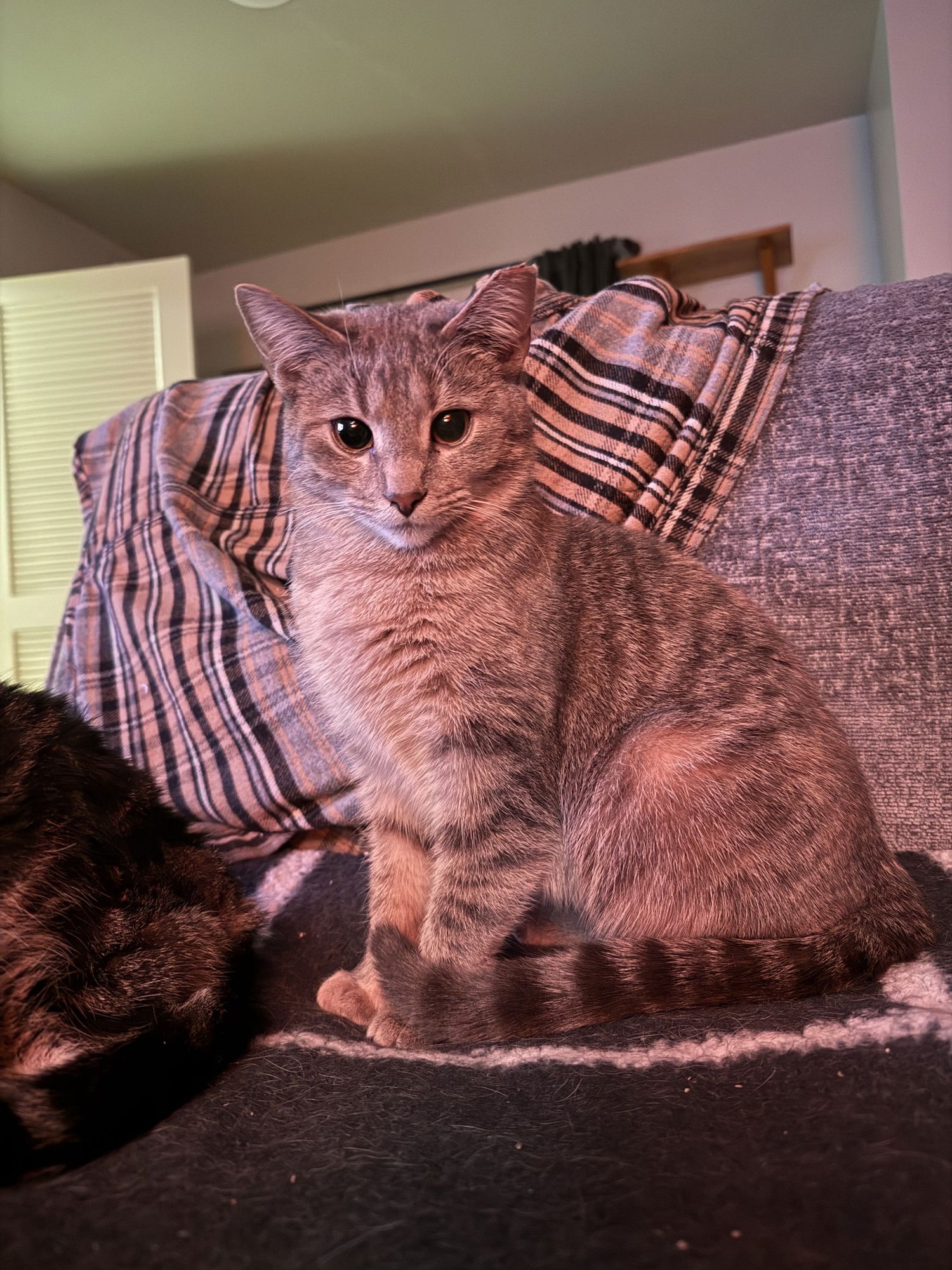 KIMCHI - Domestic Short Hair available for adoption