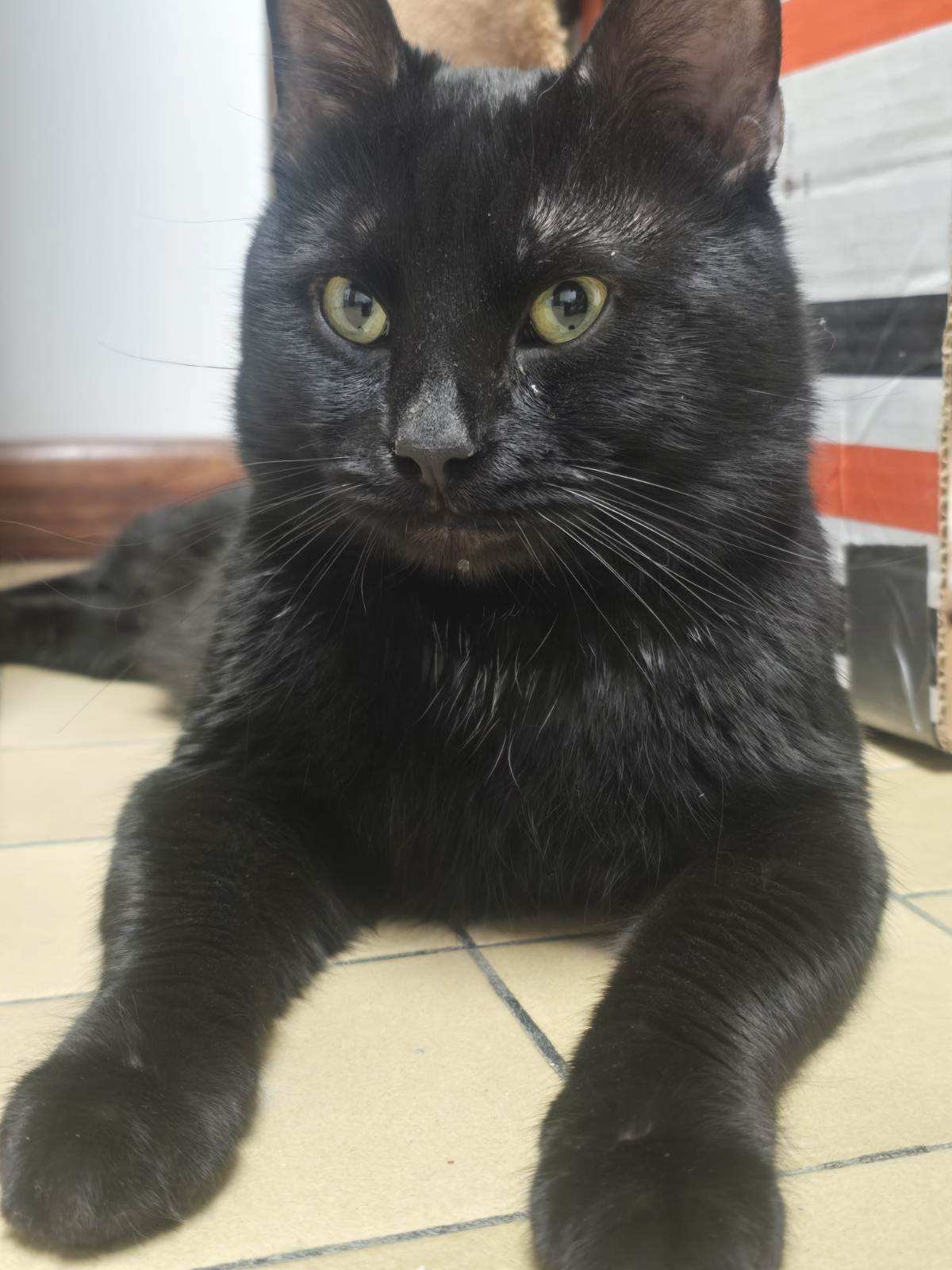 GUSHER - Domestic Short Hair available for adoption