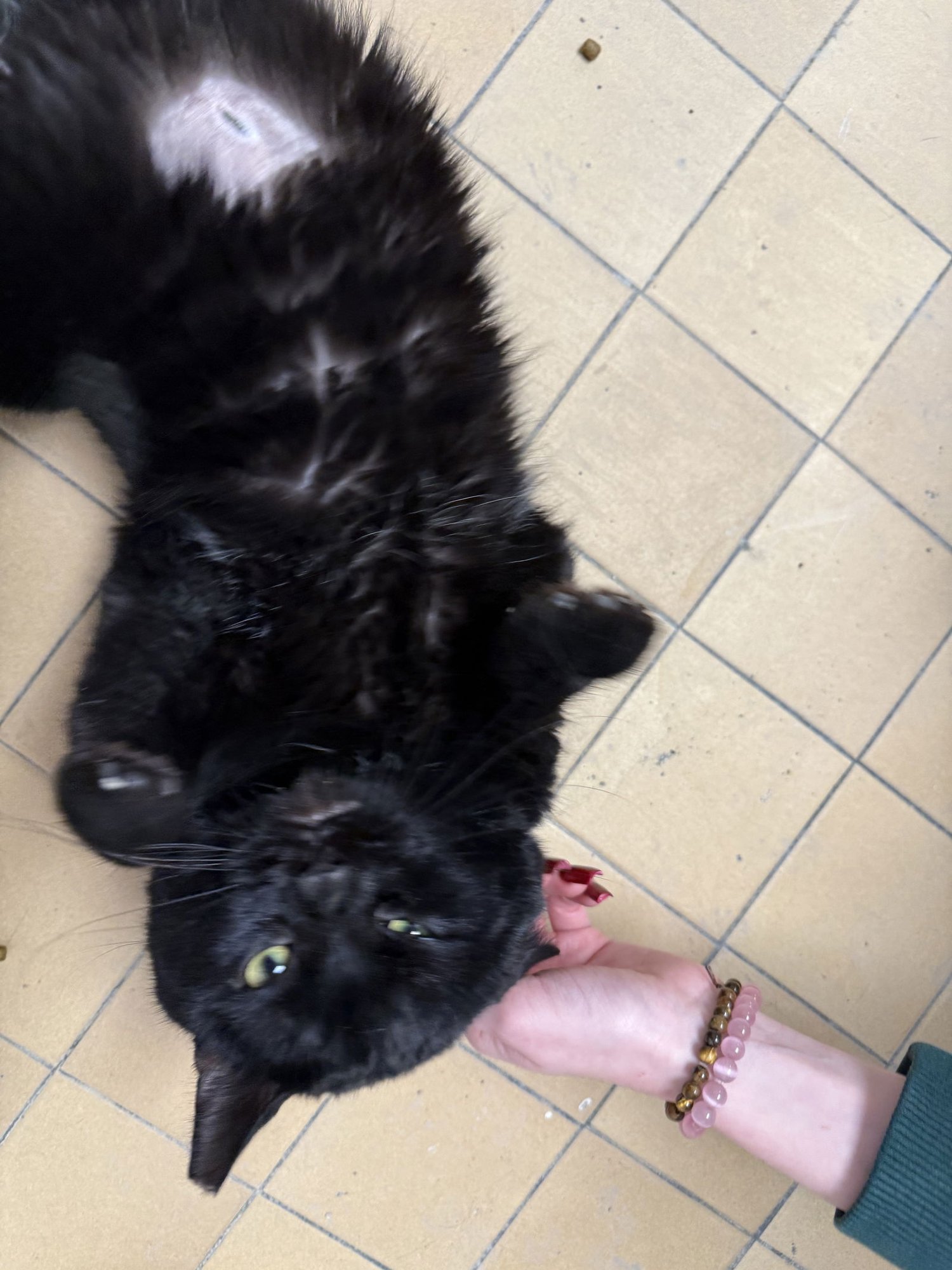 GUSHER - Domestic Short Hair available for adoption