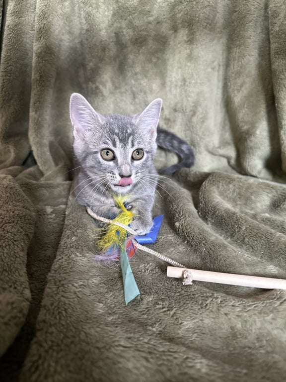 Zelda Image
