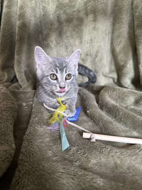 ZELDA - Domestic Short Hair available for adoption