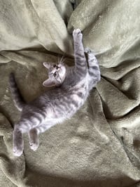 Zelda - Photo 2