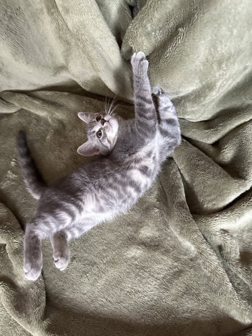 ZELDA - Domestic Short Hair available for adoption