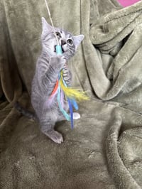 Zelda - Photo 3