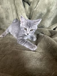 Zelda - Photo 4