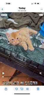 HOBBS (WILL MAKE YOU SMILE) - Domestic Short Hair available for adoption