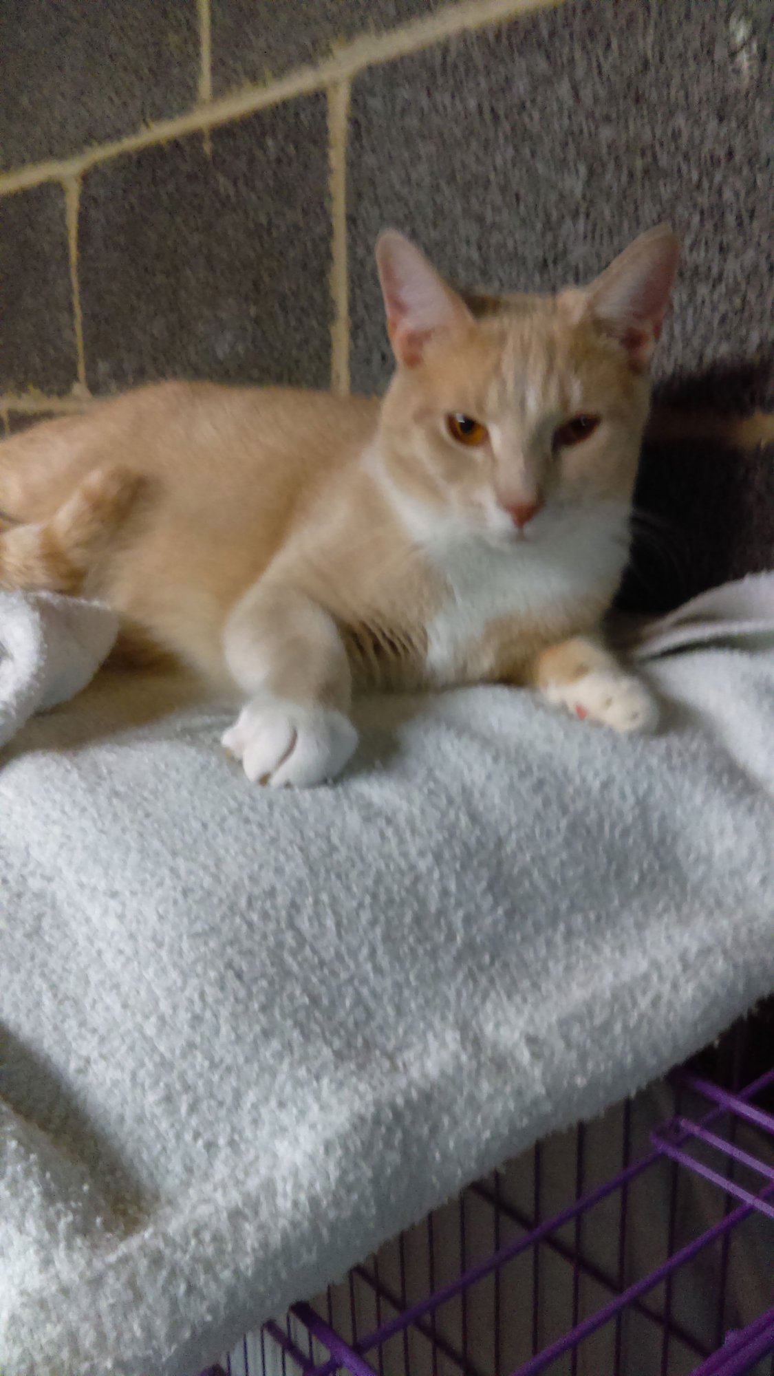 JOHNNY - Domestic Short Hair available for adoption