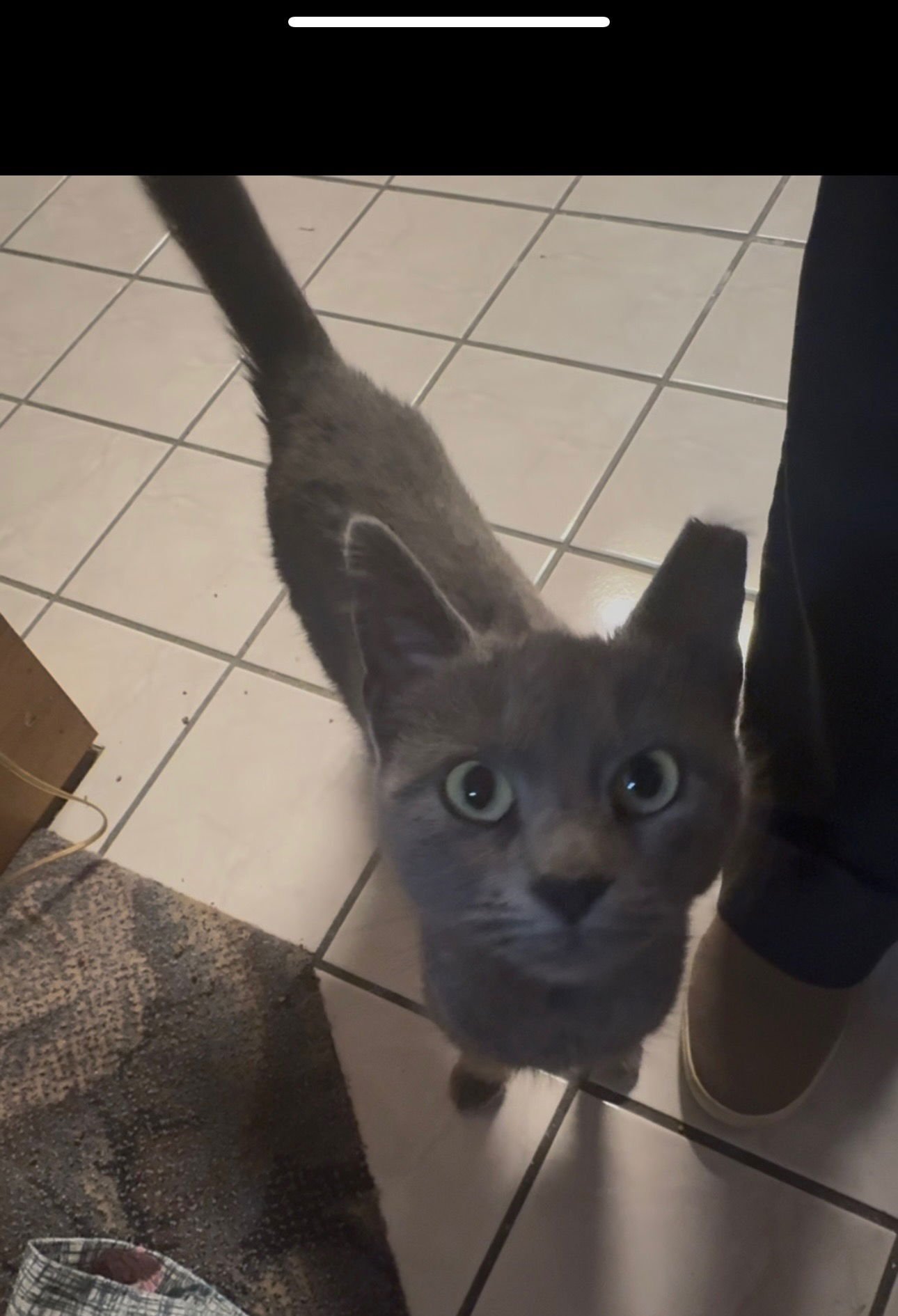 PENNIY L - Domestic Short Hair available for adoption