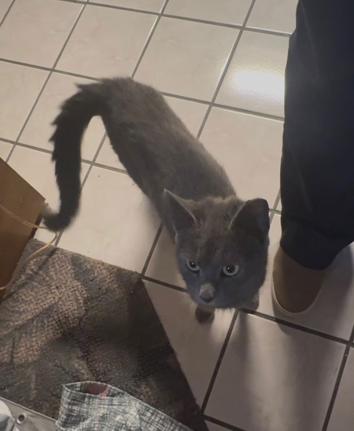 PENNIY L - Domestic Short Hair available for adoption