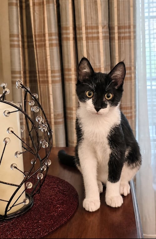 FIGARO - Domestic Short Hair available for adoption