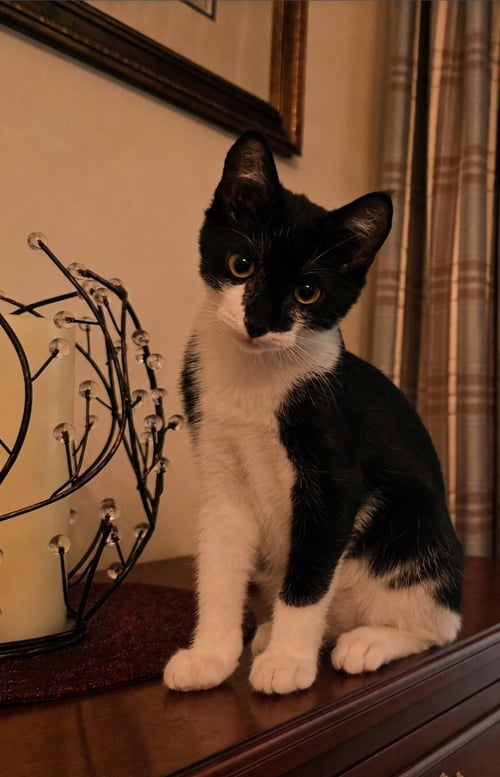 FIGARO - Domestic Short Hair available for adoption