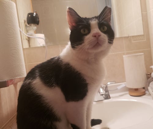 BROOKS - Domestic Short Hair available for adoption