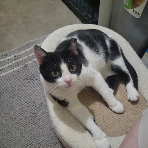 BROOKS - Domestic Short Hair available for adoption