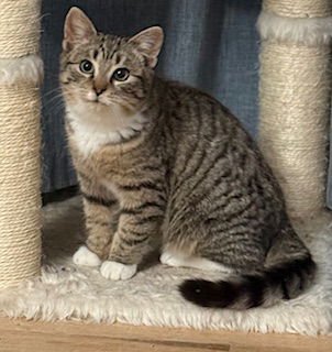 FABLE - Domestic Short Hair available for adoption