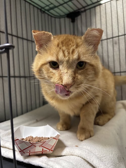 TEDDY D - Domestic Short Hair available for adoption