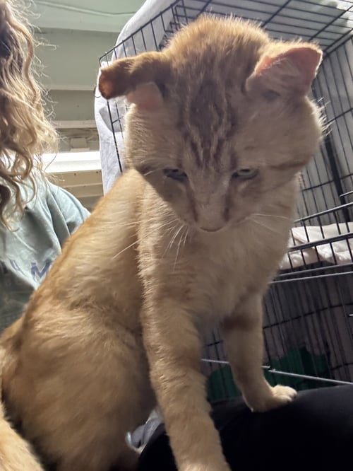 TEDDY D - Domestic Short Hair available for adoption