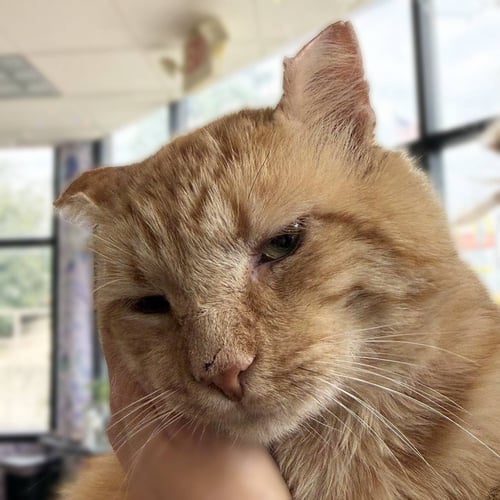 TEDDY D - Domestic Short Hair available for adoption