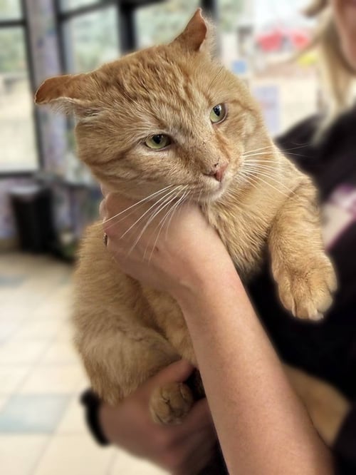 TEDDY D - Domestic Short Hair available for adoption