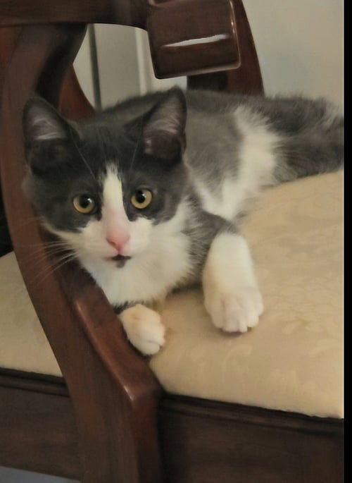 JULIO - Domestic Short Hair available for adoption