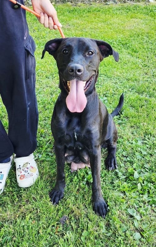 TONYA - Black Labrador Retriever for adoption in Edison