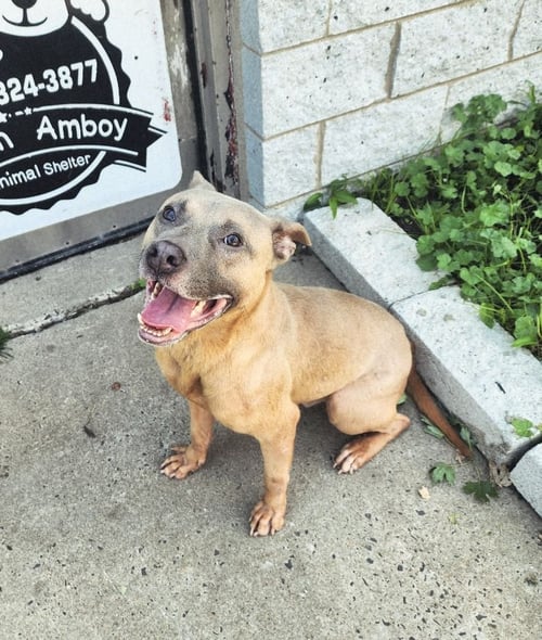 WALDO - American Staffordshire Terrier for adoption in Edison