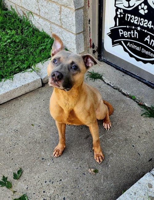 WALDO - American Staffordshire Terrier available for adoption