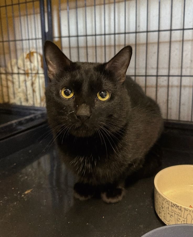 KISMET - Domestic Short Hair for adoption in Edison