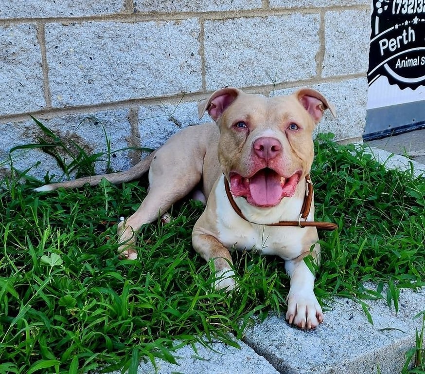 Enzo Image
