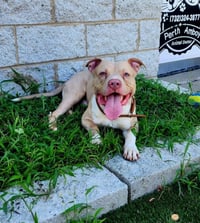 Enzo - Photo 2