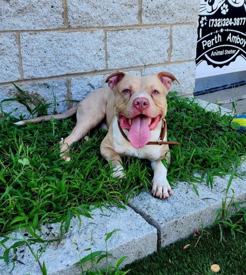 ENZO - American Staffordshire Terrier available for adoption