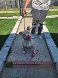 Enzo - Photo 3